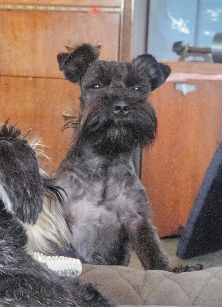 Irvington Schnauzers - Making miniature schnauzers better...one beard ...